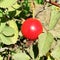 Sweet red berry briar growing on bush with leaves green