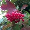 Sweet red berry viburnum growing on bush with leaves green