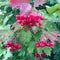 Sweet red berry viburnum growing on bush with leaves green