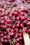 Sweet red cherry closeup macro on market outdoor