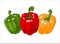Sweet red, green and yellow peppers, Colour capsicum, hand drawn vector illustration isolated on white background.