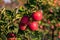 Sweet, red, juicy apples growing on the tree in their natural environment.