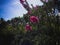 Sweet Red Pink Wild Flowers Crape Myrtle In The Morning That Grow Around The Rice Field