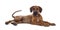 Sweet Rhodesian Ridgeback puppy on white