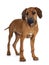 Sweet Rhodesian Ridgeback puppy on white