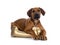 Sweet Rhodesian Ridgeback puppy on white