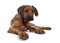 Sweet Rhodesian Ridgeback puppy on white