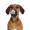 Sweet Rhodesian Ridgeback puppy on white