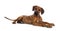 Sweet Rhodesian Ridgeback puppy on white