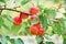 Sweet ripe apricots growing on a branch among juicy green leaves