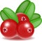 Sweet ripe fresh red cranberry with leaf. Vector realistic illustration isolated