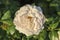 Sweet Romanza flower head of a rose in de Guldemondplantsoen Rosarium in Boskoop