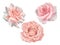 Sweet rose flower blooming set isolated collection