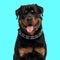 sweet rottweiler dog with collar sticking out tongue and panting