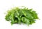 Sweet rucola salad or rocket lettuce leaves