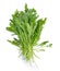 Sweet rucola salad or rocket lettuce leaves