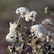 Sweet Sand Verbena wildflowers bear delicate white blossoms in New Mexico`s desert