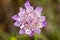 Sweet scabious (Scabiosa atropurpurea) flower
