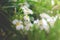 Sweet scent from white Plumeria flowers in the garden