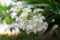 Sweet scent from white Plumeria flowers in the garden