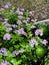 Sweet Scented Geranium, Pelargonium graveolens