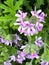 Sweet Scented Geranium, Pelargonium graveolens