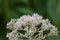 Sweet scented Joe-Pye weed Eupatorium maculatum Snowball bright white flowers