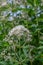 Sweet scented Joe-Pye weed Eupatorium maculatum Snowball budding white flowers