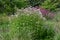 Sweet scented Joe-Pye weed Eupatorium maculatum Snowball white and purple flowering in a garden