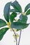 Sweet-scented osmanthus