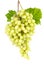 Sweet seedless green grapes on white