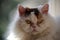 Sweet selkirk rex cat lying on blanket looking at camera