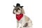 Sweet shih tzu dog wearing a black hat