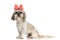 Sweet shih tzu dog wearing a butterfly headband