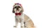 Sweet shih tzu dog wearing a red bowtie