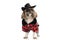 Sweet shih tzu doggy wearing hat and jacket and looking to side