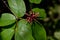 Sweet shrub tree, red flower and big green leaves