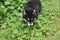 Sweet Sled Dog Puppy in Lush Green Foliage