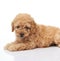 Sweet small poodle puppy