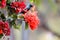 Sweet Small Sunbird and Red Flower