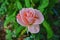 Sweet soft pink rose on nature background