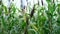 Sweet sorghum plant