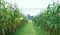 Sweet sorghum plantation