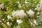 Sweet spring white flowers blooming on a tree branch