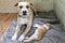 Sweet staffordshire dog looks after young kitten in the crate