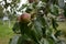 Sweet summer pears ripening on a tree