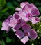 Sweet Summer Queen Pink Phlox