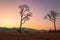 sweet sunrise above the big trees in the rice field