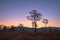 sweet sunrise above the big trees in the rice field