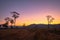 Sweet sunrise above the big trees in the rice field